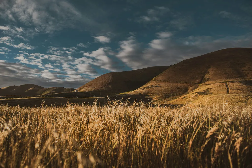 Golden sunlight streaming across a peaceful field at golden hour