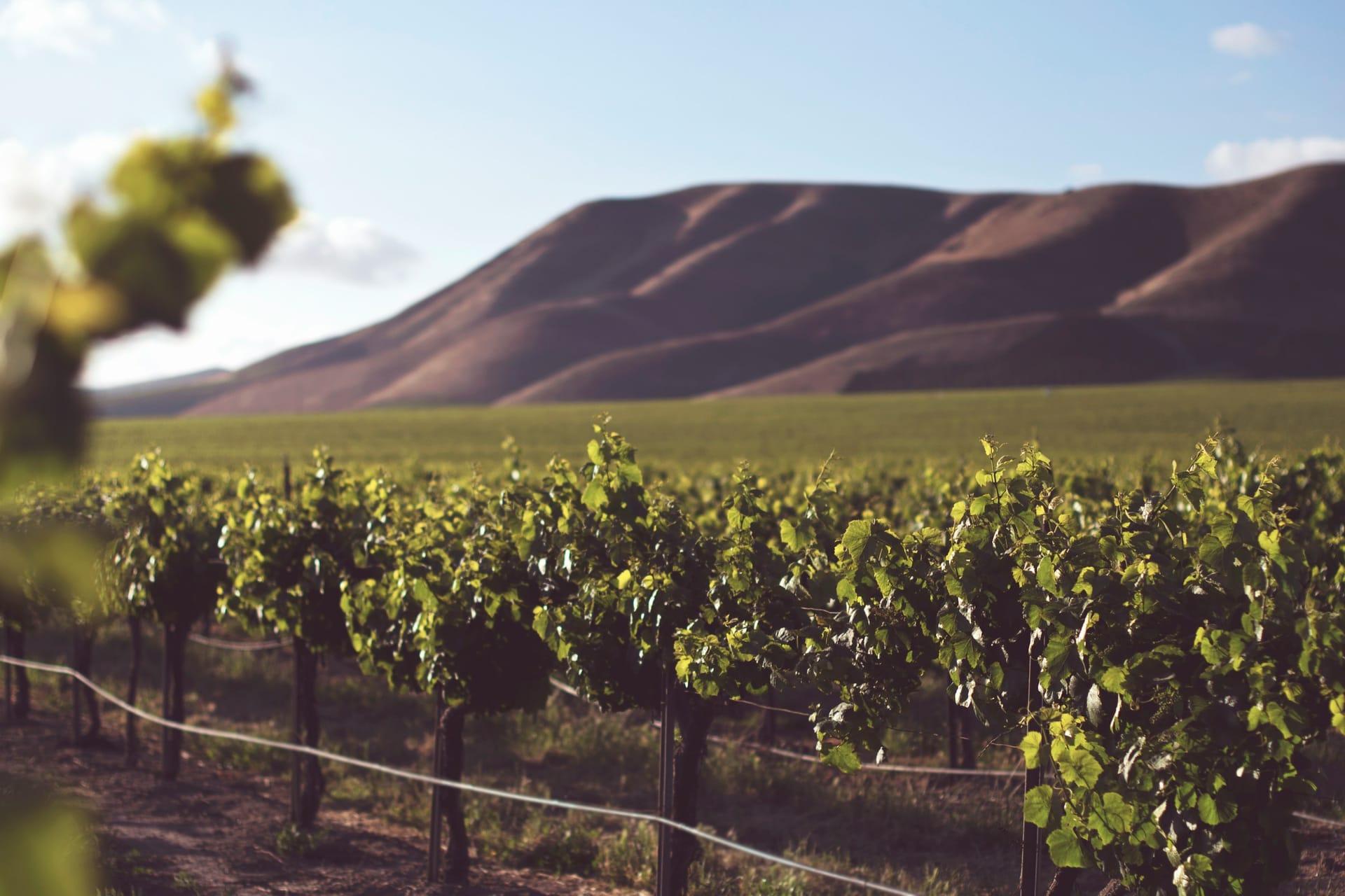 Soft sunlit farmland in shallow focus