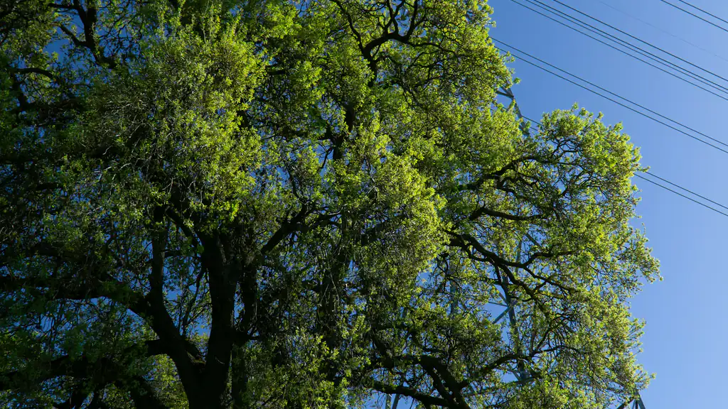 Ramas de roble iluminadas por el sol que se abren en un cielo azul