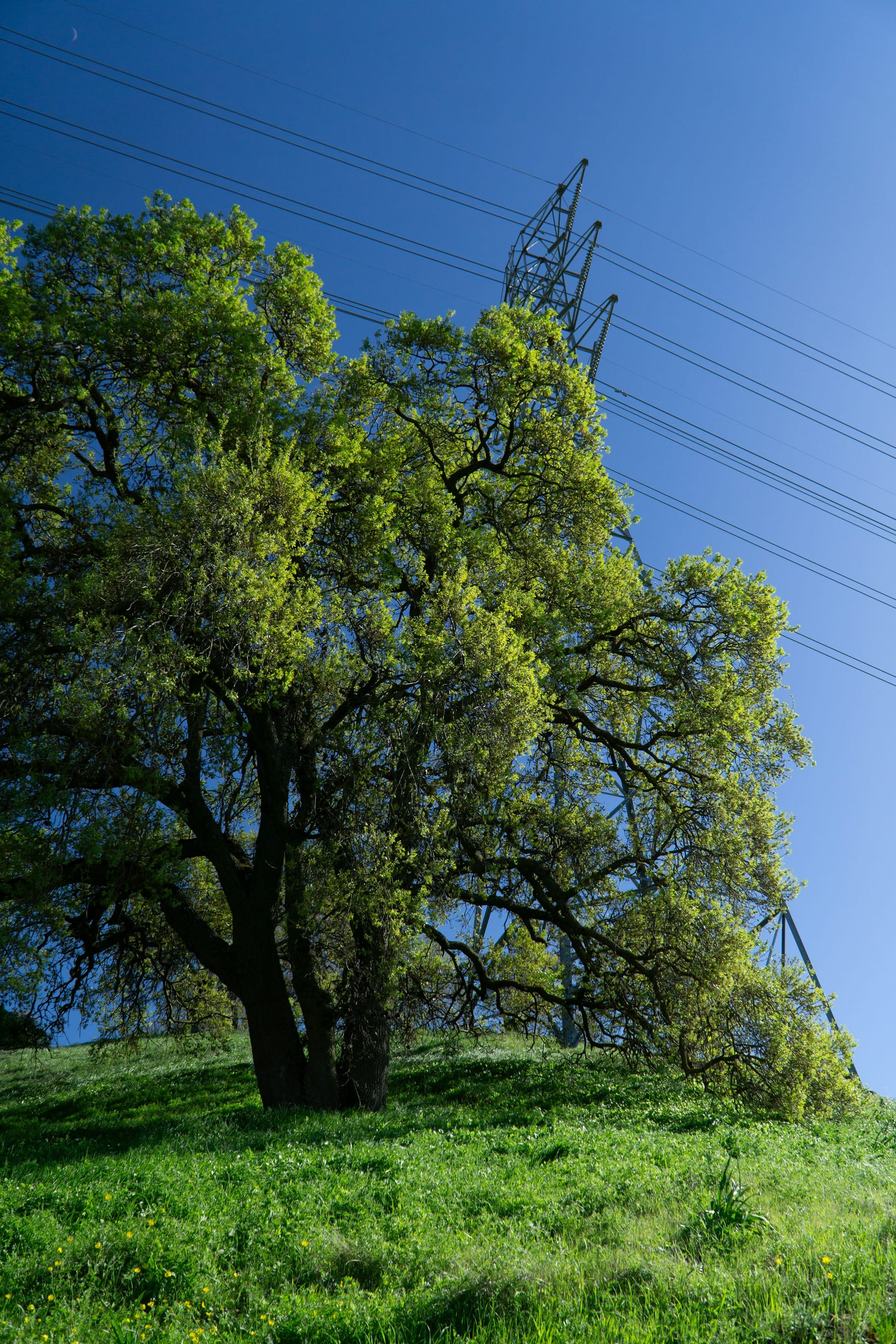 A green tree standing on a lush California hillside