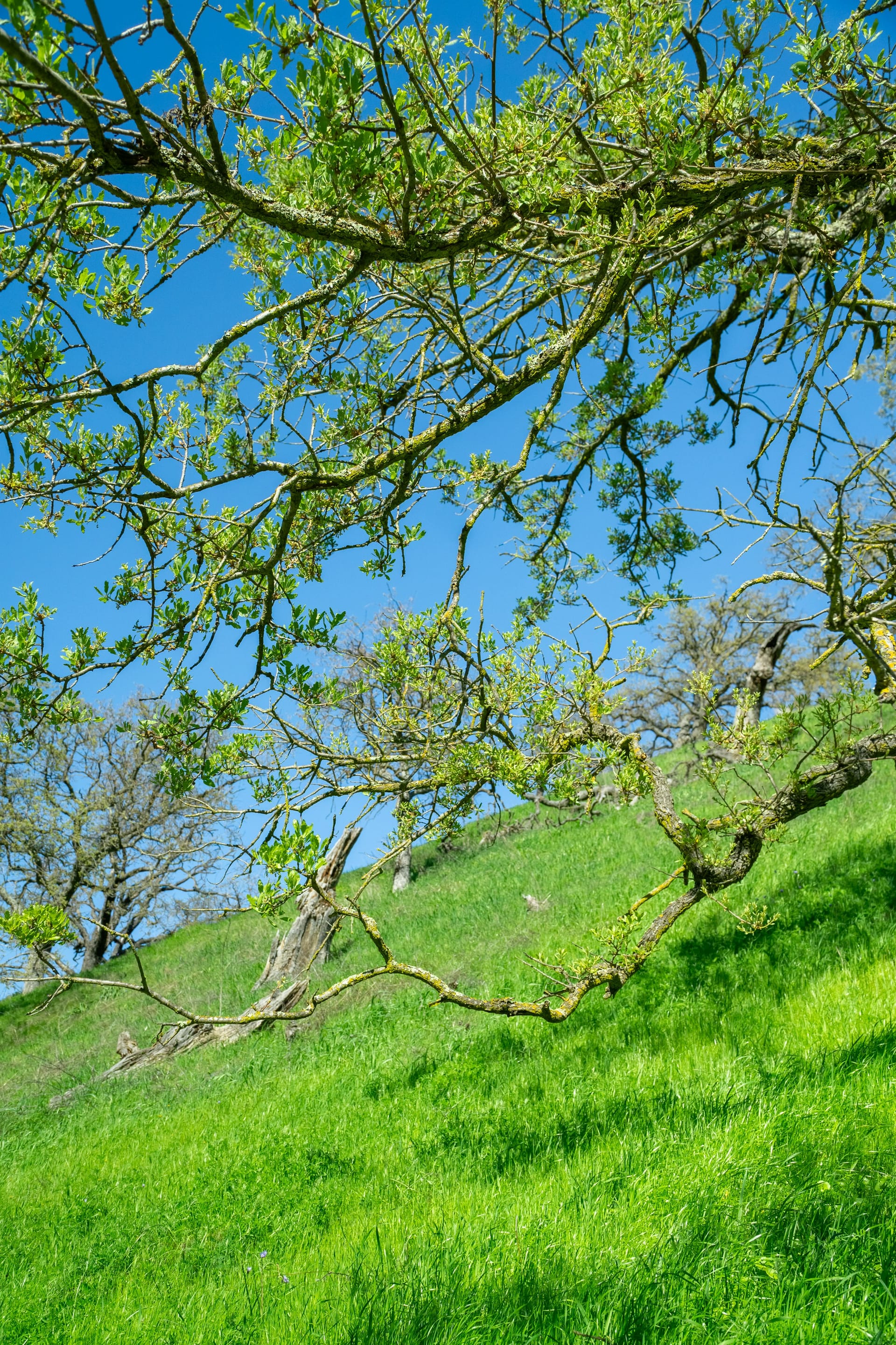 A weathered bench resting on a lush green California hillside