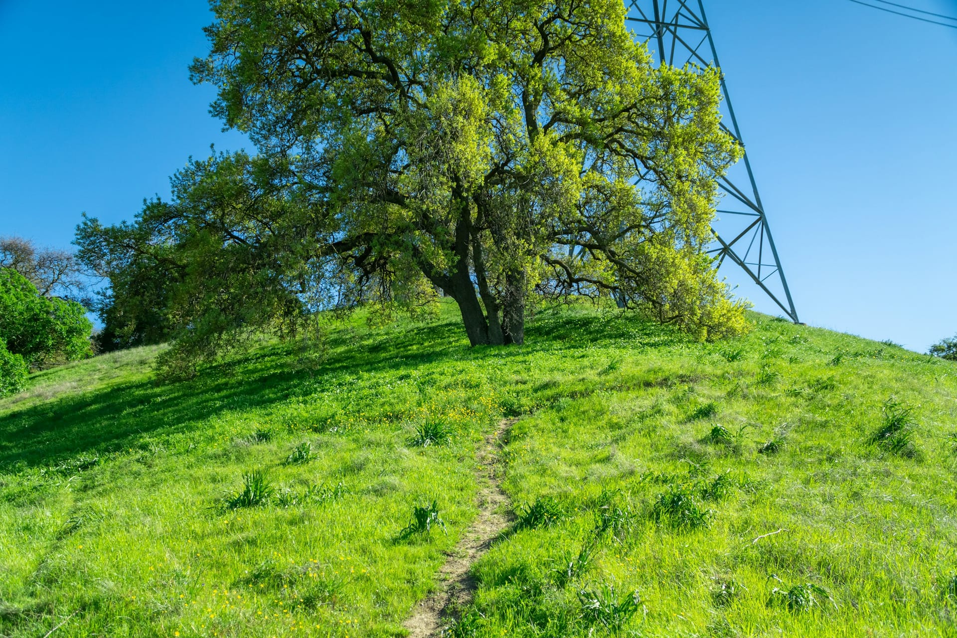 A solitary California oak standing on a quiet grassy hillside