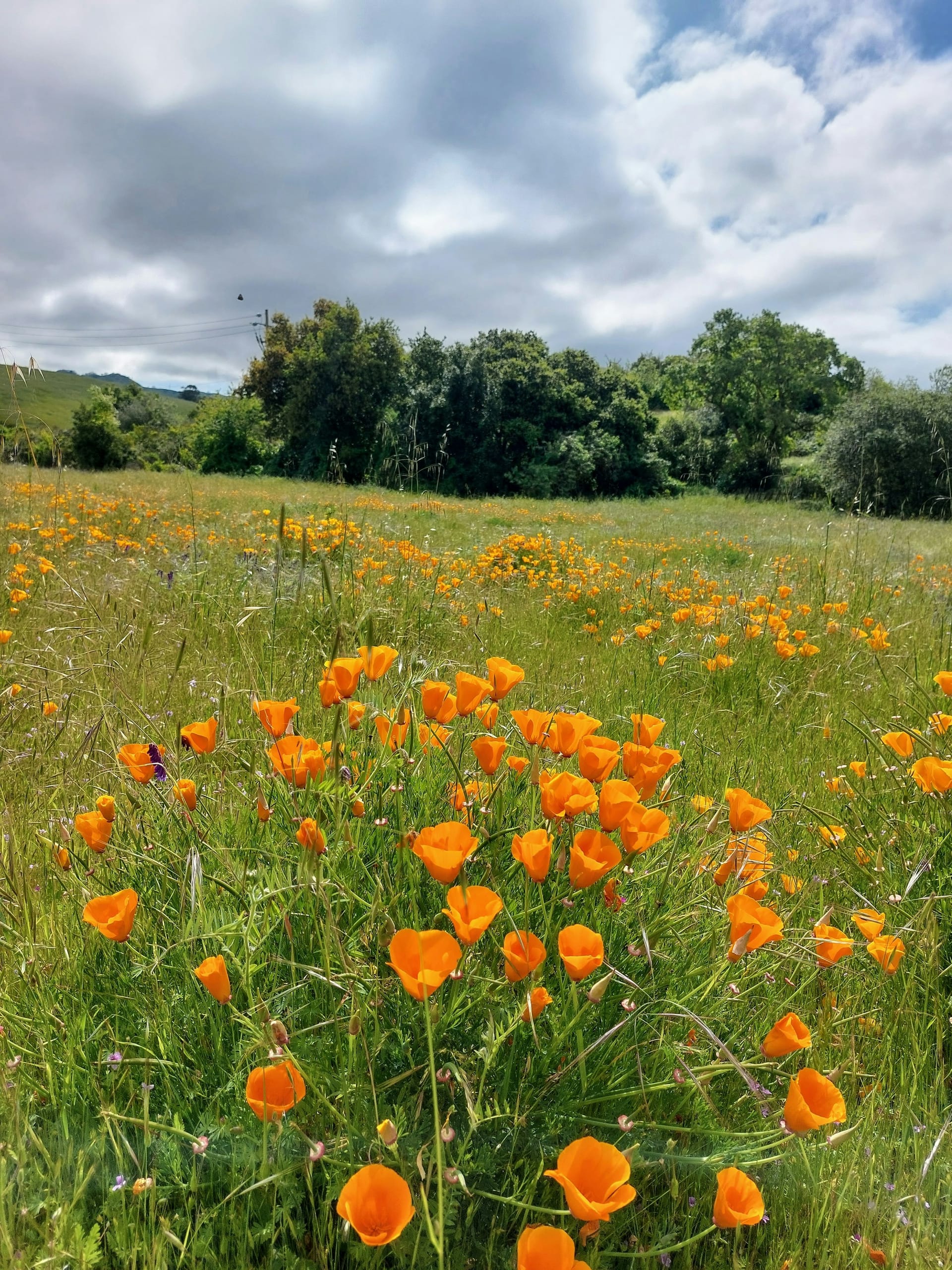 A wide field of orange wildflowers under a soft California sky
