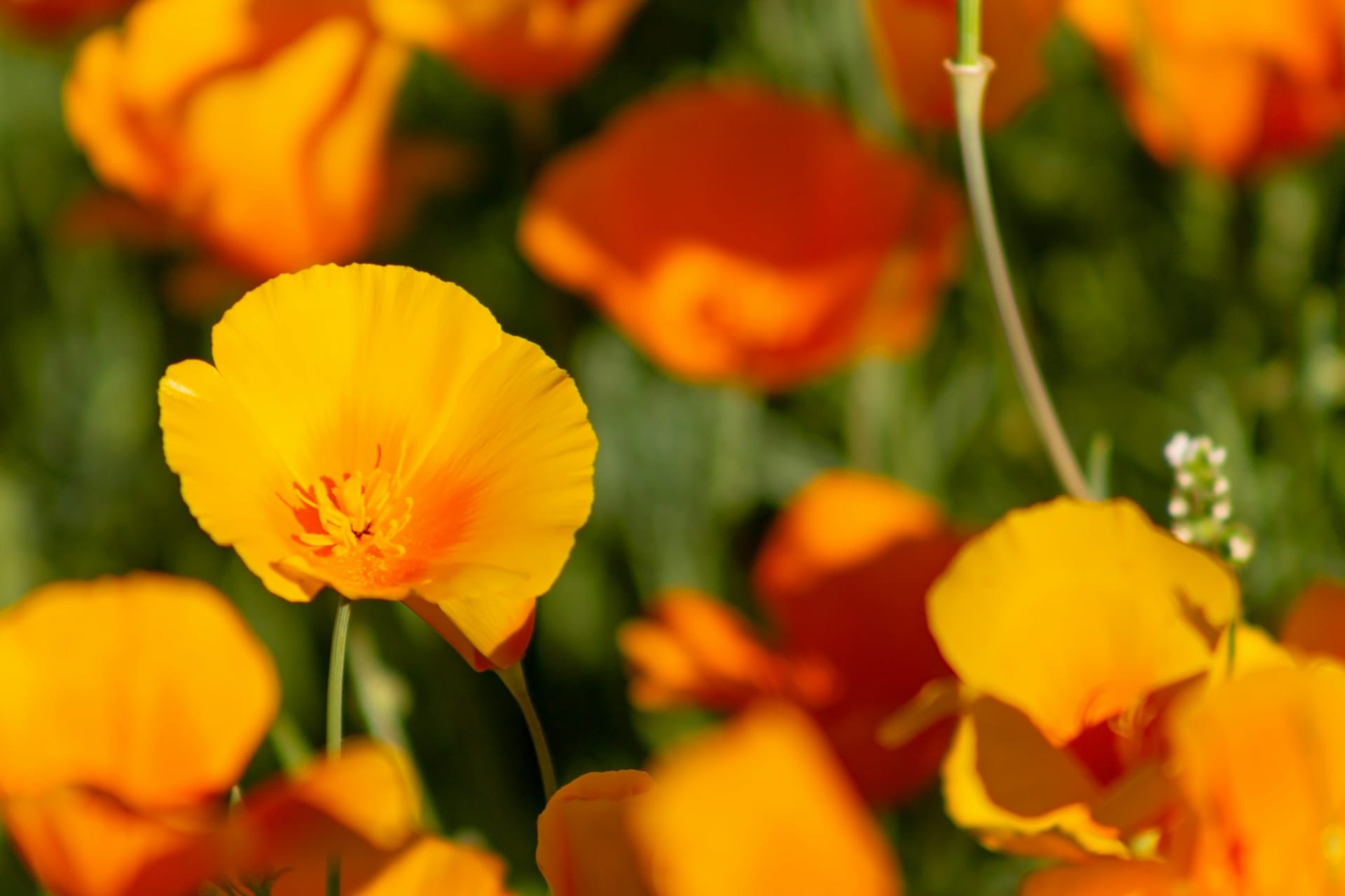A wide California field of poppies in late-afternoon light