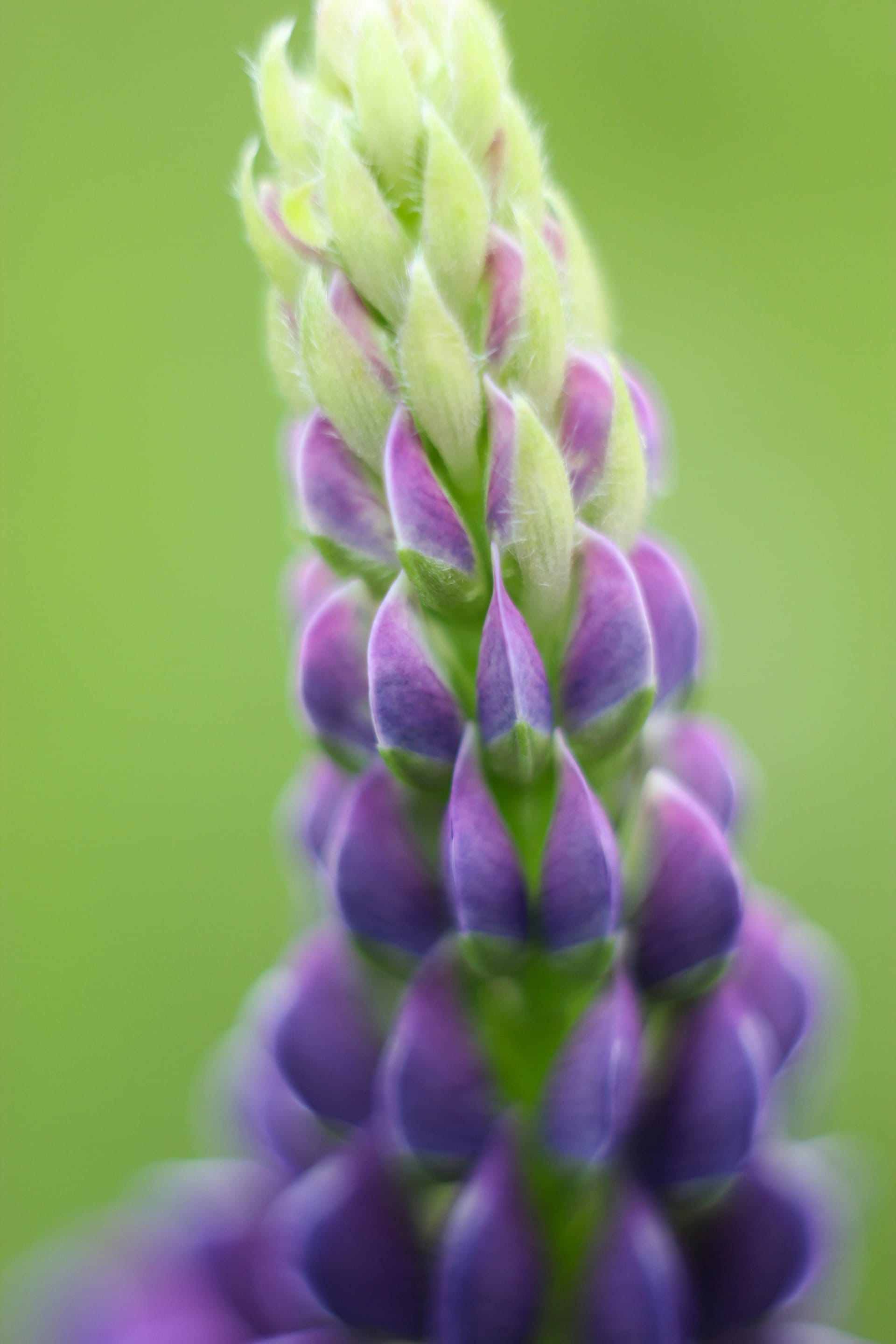 Purple California lupine in close-up bloom