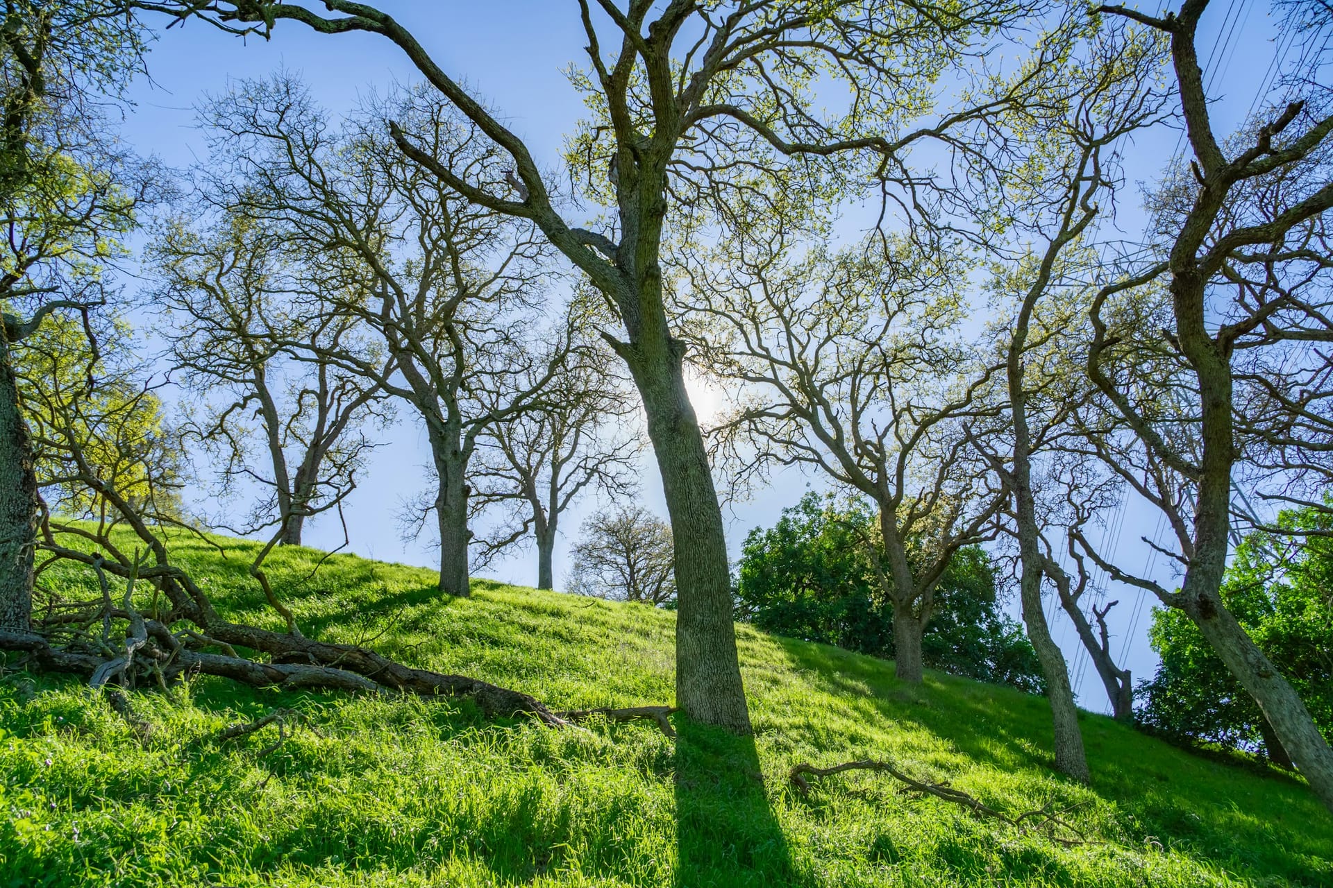 Sunlight breaking through a stand of trees on a grassy California hill