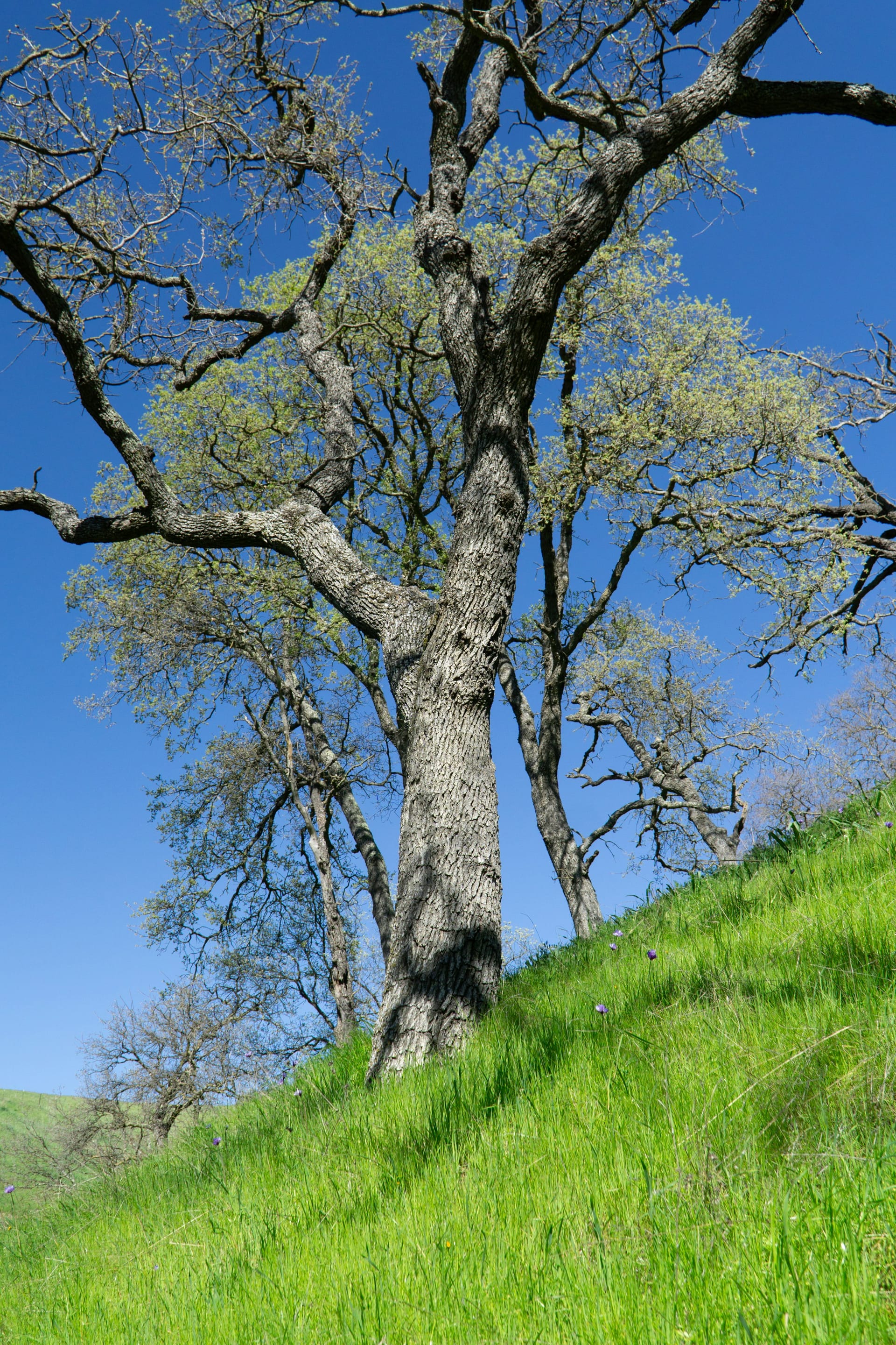A weathered California tree standing against a wide blue sky