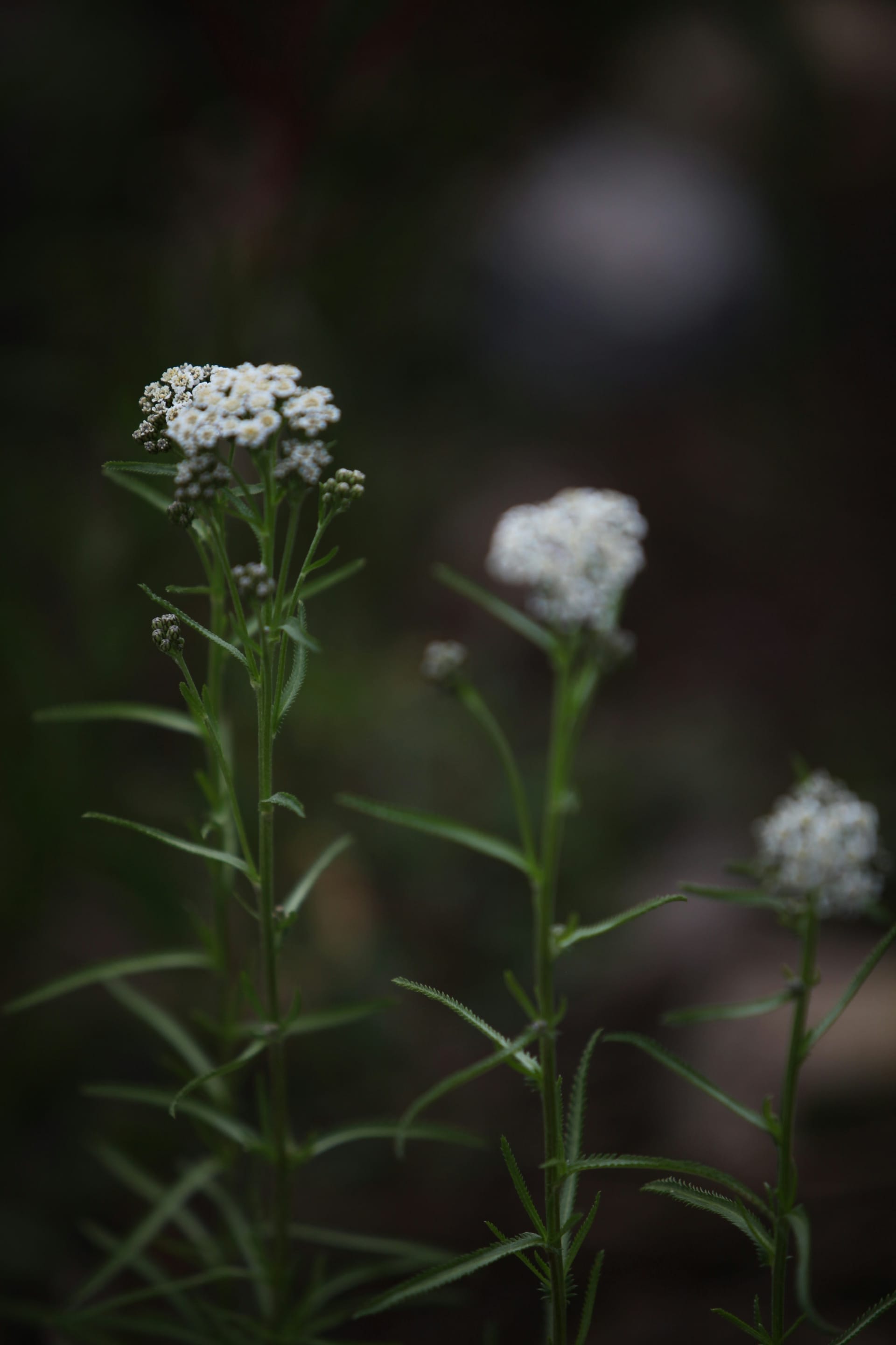 White wildflowers blooming in a sunlit California field