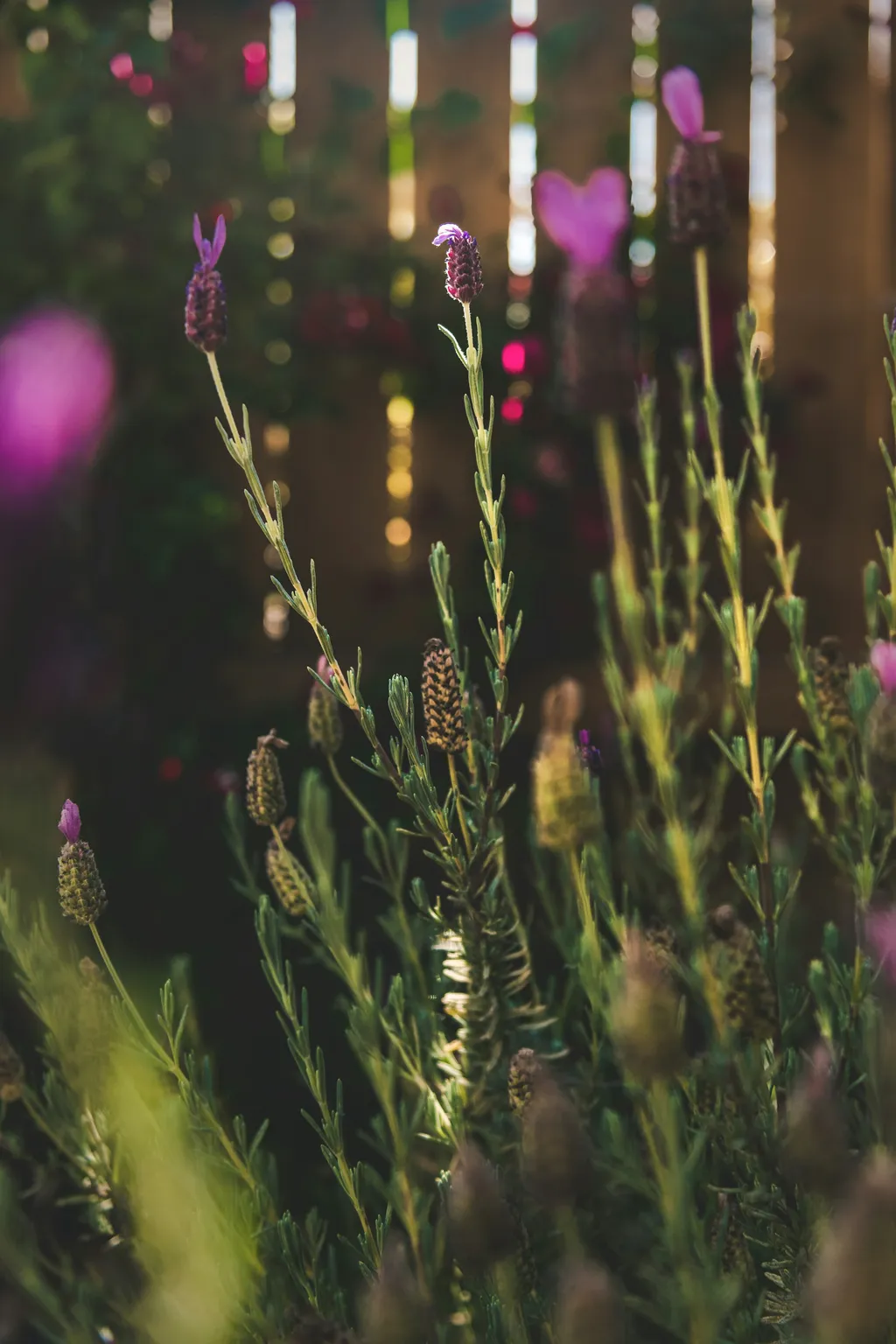 Delicate wildflowers in soft golden bokeh light
