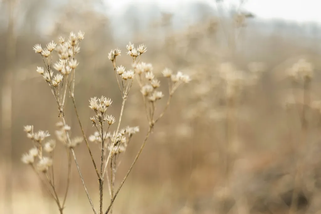 Delicate wildflowers in soft golden bokeh light