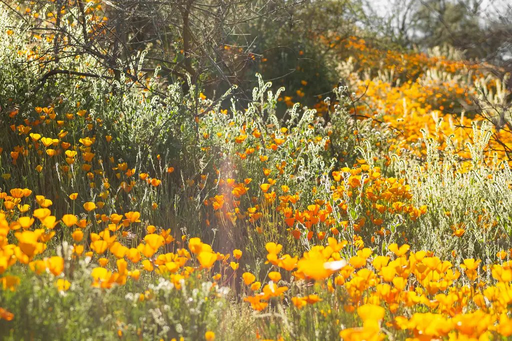 Amapolas abiertas atrapando la luz en una ladera cálida